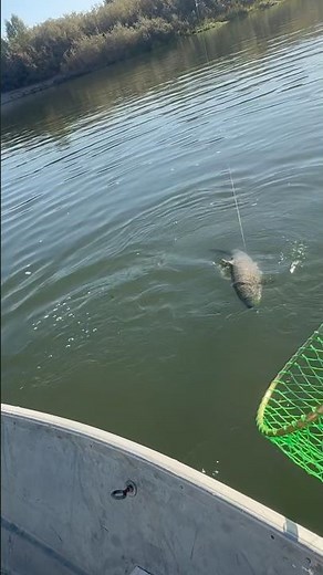 SALMON FISHING FEATHER RIVER