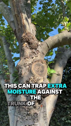 THE SIMPLE WAY TO CHECK IF YOUR TREE IS IN TROUBLE #trees #tree-care