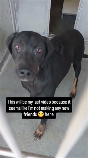 🚨VERUCA SCHEDULED FOR EUTHANASIA 🚨#usa #canada #uk #germany