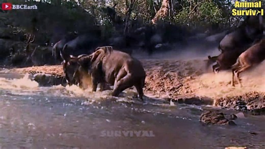 15 Times Wildebeest Trying To Fight Crocodiles, Lion, Cheetah, Leopard And Wild Dogs Animal Fighs