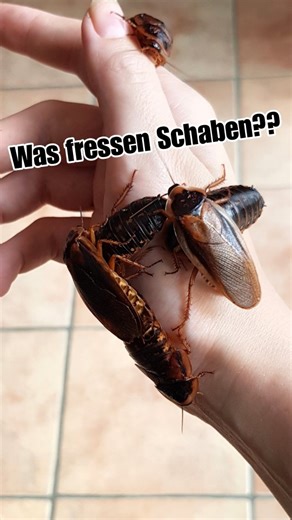 Liliths Colorful Garden on Instagram: "Nur weil etwas geht, ist es noch lange nicht gut/optimal 🤓👆🏻 Auch Futterinsekten wie Schaben haben ein Recht auf gutes Futter...vor allem werden sie nur so selbst später zu gutem Futter 😅 . _ . #Schaben #Futterinsekten #terraristik #reptilien #Wirbellose"