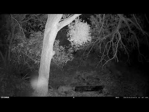 Mountain Lions Hunt Together in Arizona Desert
