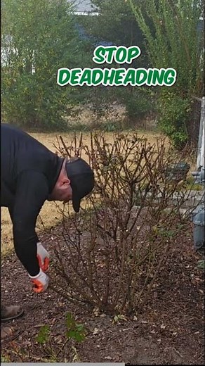 Pruning Roses for Winter Timing, Tips, and Best Practices