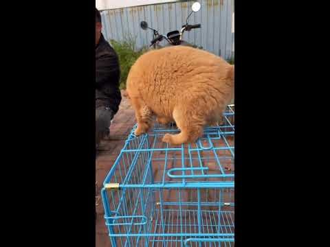 🔴 LIVE: Chinese Pet Market Puppies | Urban Street Sale with Fluffy Friends