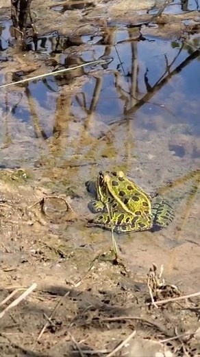 Northern Leopard Frog