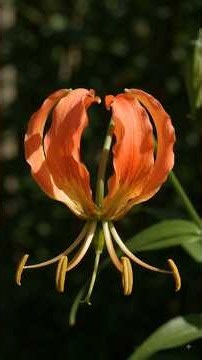 😲 “This Flower Changes Into a Fiery Masterpiece!”#FlameLily #GloriosaSuperba