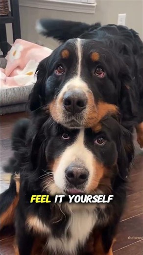 Facts about dogs...‪@zoo_curious12‬