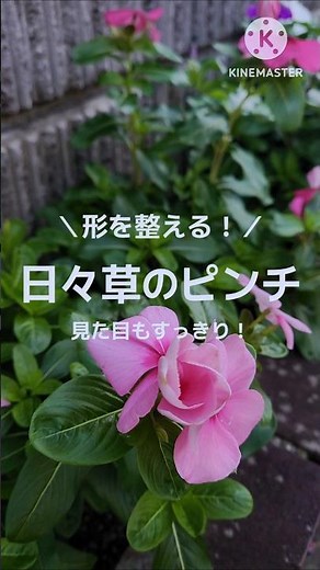 【今年最後！】日々草の形を整えました！#園芸 #植物 #花 #切り戻し #ガーデニング #日々草 #ニチニチソウ