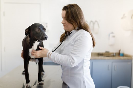 Pericardial Effusion in Dogs | PetMD