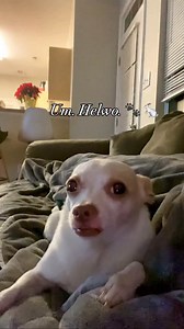 4.1K views · 234 reactions | 梁 can anyone spare me some attentions pwease … #dog #puppies #love #pet #dogs #pets #puppy | Puppynamedrabbit | Facebook