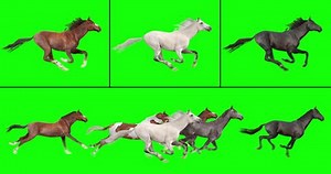 Animated herd of six horses running, and three individual galloping horses, isolated on green background. Create your own herd with the individual brown, white, and black horses.