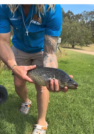 Crikey Moses legends, we’ve rescued a lot of critters over the years… but never did I think I’d be helping out a Murray cod 🐟😅 Someone bought a big tank for Oscar fish, and it came as a package deal with this absolute river monster who’d spent his entire life in glass walls. Last-minute phone call… “Do you want a Murray cod? Otherwise we don’t know what to do with him.” Next minute I come home to a plastic bin on the veranda with a prehistoric unit staring back at me 👀 No way we were letting 