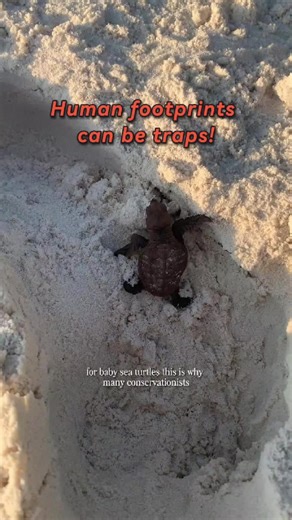 ⚠️ This video is purely for educational purposes on why conservation professionals may do this and NOT for the purpose of instruction to the general public. 🚫 In some countries, it may even be illegal to be in close proximity to sea turtles and be considered as a form of wildlife harassment. If you are spending time in a location that is actively frequented by sea turtles, take the time to know the local laws to avoid potential fines or even jail time. 🐢 But, your actions still matter! Levelin