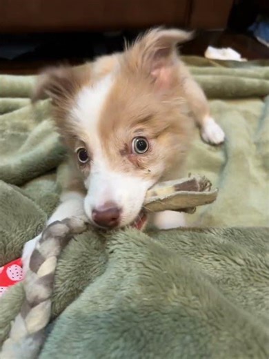 She is CUTE!#foryou #dog #puppy