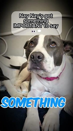 Nay Nay the Itty Bitty Pitty Loves Her Subscribers 🐶❤️ | Funny Dog Short