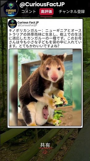木の上を選んだカンガルーの進化