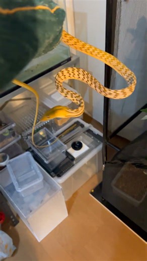 I bought the wrong size cage and lost a lot of money...