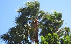 Strong Winds Up To 61 MPH Reported In RivCo; NWS Warns Of 'Extreme Fire Behavior'