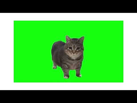 The Legendary OIIA Cat (Spinning cat)!