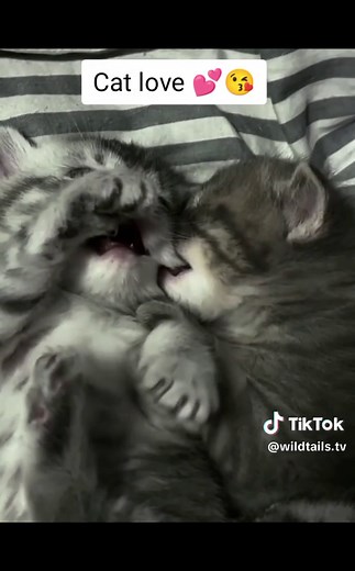 cat 😺 😺 😺 kissing 💋 💋 😗 😗 each other | cats 😺 😺 😺 love 😘😘#tiktok #catLove #KittyKisses #FelineAffection #CatCuddles #PurrfectMoment #CatsInLove #KissingCats #CatRomance #MeowLove #CuteCatCouple