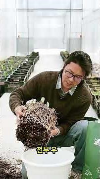 Amaryllis Care Tips! Please share your thoughts in the likes and comments! #GardeningTips #Amaryl...