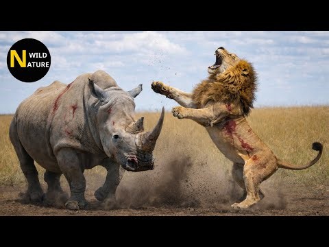 Scary! The Moment a Lion Is Sent Flying After a Fateful Collision With a Rhino | Animal Fights