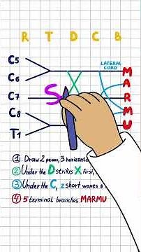 Brachial Plexus Made Easy 🧠 | Draw It or Drop Out in 60 Seconds (USMLE Step 1 Anatomy)