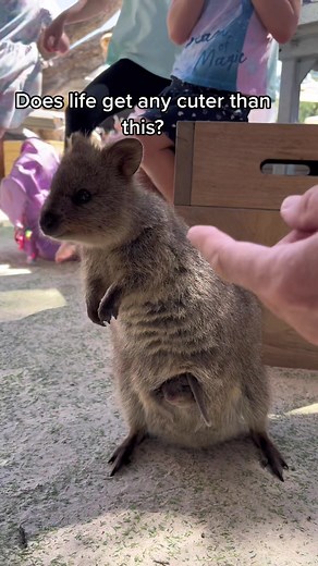Adorable Quokka Being Washed - Cosmic Disclosure