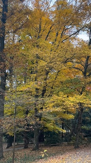 #nativeplants #getoutside #arboretum #auburnuniversity #auburn #plants #trees #fall #nature | Donald E. Davis Arboretum