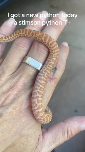 Stimson Python T Morph: A Beautiful New Snake