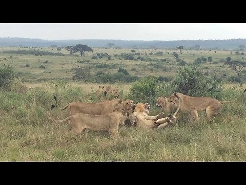 Group Of Female Lions Fight Male Lion