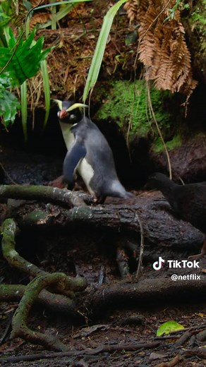 #OurPlanet is now streaming on Netflix!