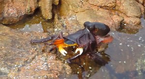 Watch an octopus leap from the water to nab a crab