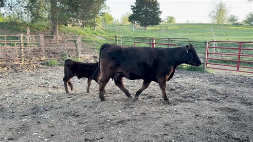 Lot 8a: Great American Pie Sale - 21st Annual Limousin Sale