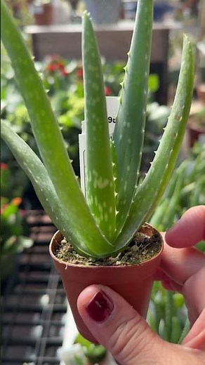 Is Aloe Vera the Ultimate Healing Plant? 💚