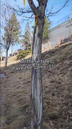 Cracks in tree bark!