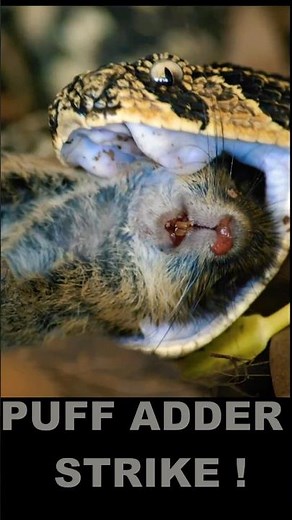 The PUFF ADDER: One Of The Fastest Striking Snakes In The World! #snake #wildlife #nature