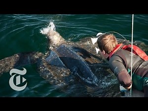 The Turtle’s Point of View | ScienceTake | The New York Times