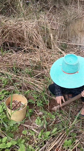 คนบ่ได้หนังสือ (ยายทองสา ภูสีไม้) on Instagram: "#ขัวหอยหอยขมหอยขัว @ขัวหอยหอยขมหอยขัวได้กบพร้อมขอบคุณค่ะ #หัวหอยหาหอยได้กบด้วย"