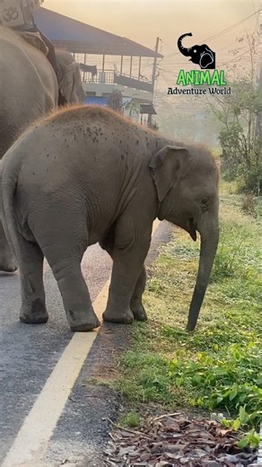 Running mode of Punti baby elephant #elephant #animallife #elephantslover #adventurelife #rescue