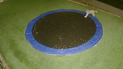 Curious Coyote Quickly Discovers Trampoline's Bouncy Powers