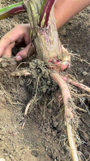 Inspecting Intertwined Plant Roots Deep in the Soil! #shorts