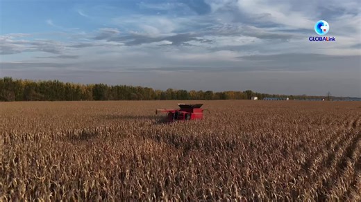 5.6K views · 2.3K reactions | Heilongjiang Province, China's "grain barn," is in full swing for autumn harvest! Beidahuang Group has harvested 39.69 million mu, accounting for 84.86 percent of its total. #HarvestSeason #Heilongjiang xhtxs.cn/7qE | China Xinhua News | Facebook