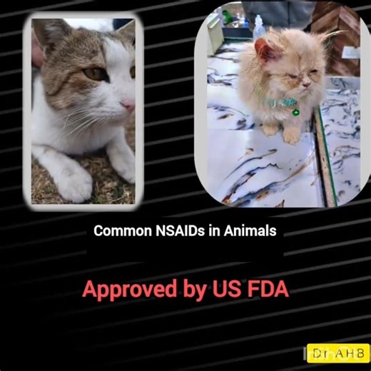 Common NSAIDs in Dogs and cats #vet #pethealth #caninehealth #animalpain #holisticpetcare #vet