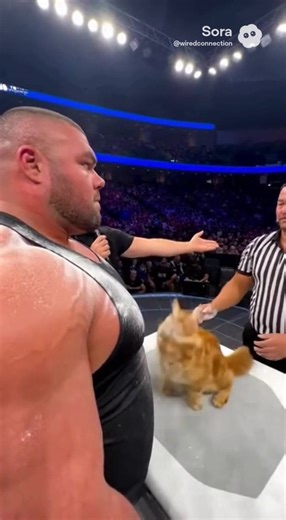 Big cat makes it to the UFC? 😱😂 #catsoftiktok #dogsofttiktok #funnyanimals #sora #petsoftiktok