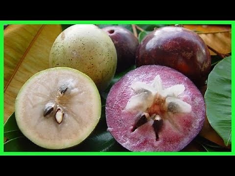 Caimito Origen, propiedades, beneficios, y mucho mas