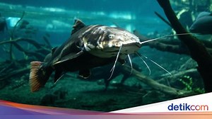 Tata Cara Budidaya Ikan Lele untuk Pemula yang Mudah Sampai Panen