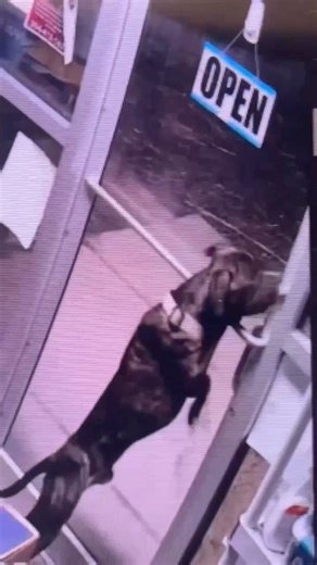 This is Rufus. He's the world's greatest escape artist. After getting picked up by animal control as a presumed stray, he landed in a West Virginia shelter. Before his family could be identified, Rufus managed to open his kennel door and sneak out to the lobby at 2:30am, where he unlocked the front door of the shelter by gnawing at the lock with his teeth. “He must have opposable thumbs or something, because he managed to get his gate clip unlocked,” shelter director Courtney Proctor Cross said.