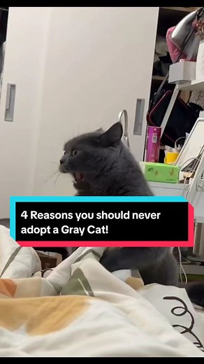 4 Reasons you should never adopt a Gray Cat! ❌ #cutecatsoftiktok❤️ #catsoftiktiok #catsdoingthings #graycat #greycat #animalsfunny #animalsworld #petstiktokfun