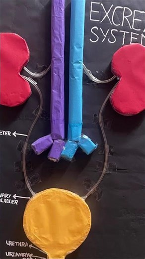 Excretory system #scienceprojectforclass7excretorysystem#art #amirkhanvoice #handsonactivitites